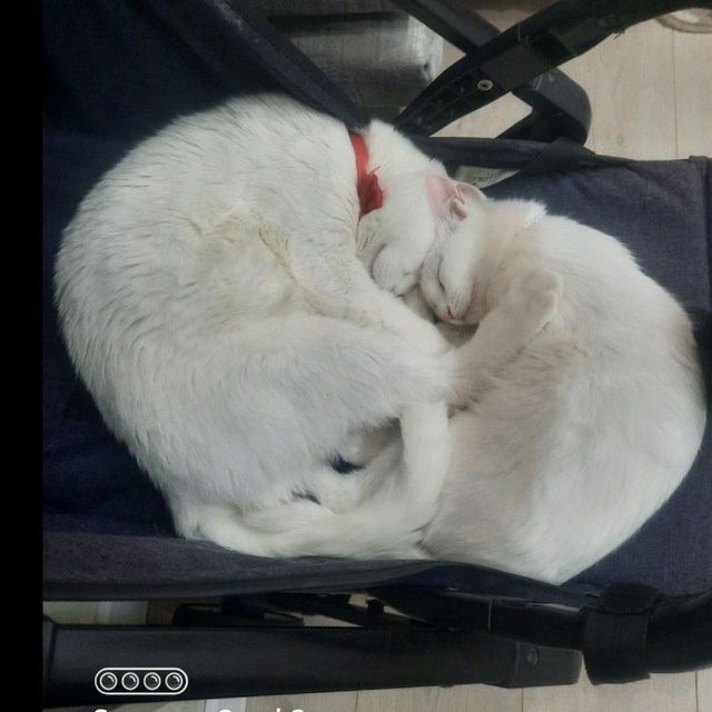 Мушукчалар кошки