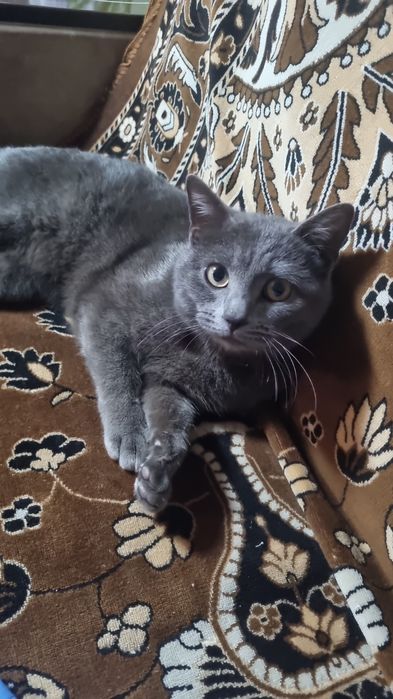 Британский мушик,угил бола ,латокка урганган