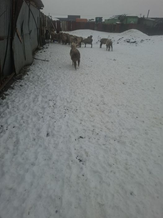 Бараны Кой баран обмен