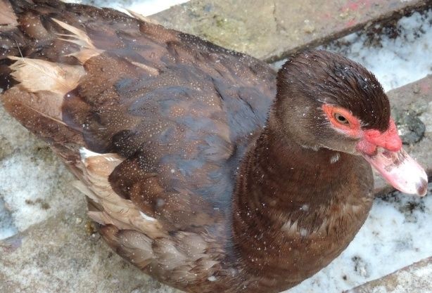 Индоутки шоколадные.