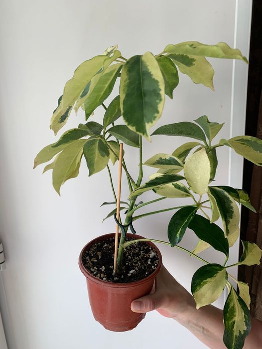 Продам комнатные цветы