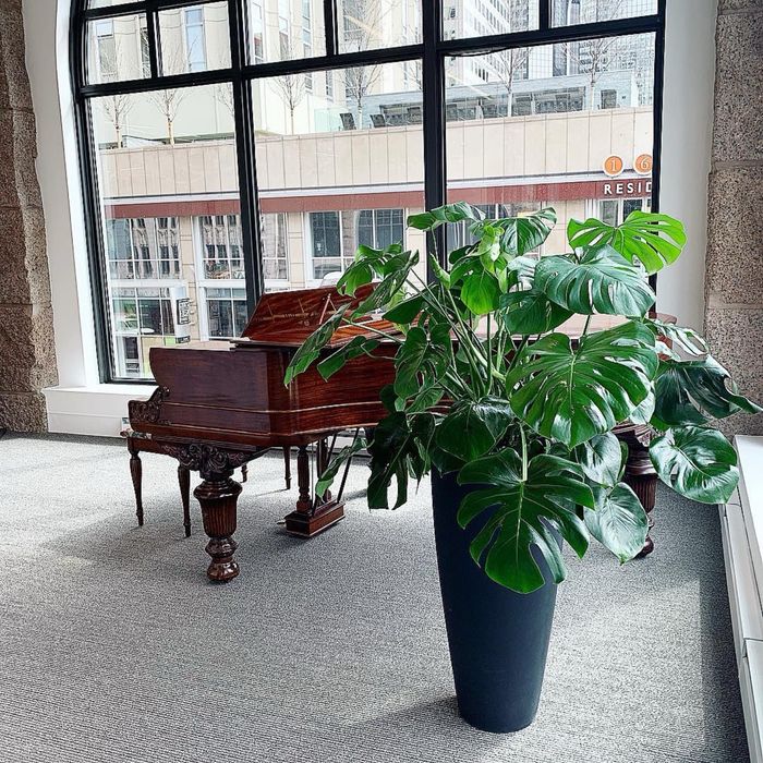 Монстера сорта Monstera deliciosa