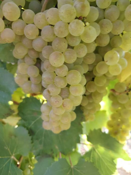 Vând strguri de vin