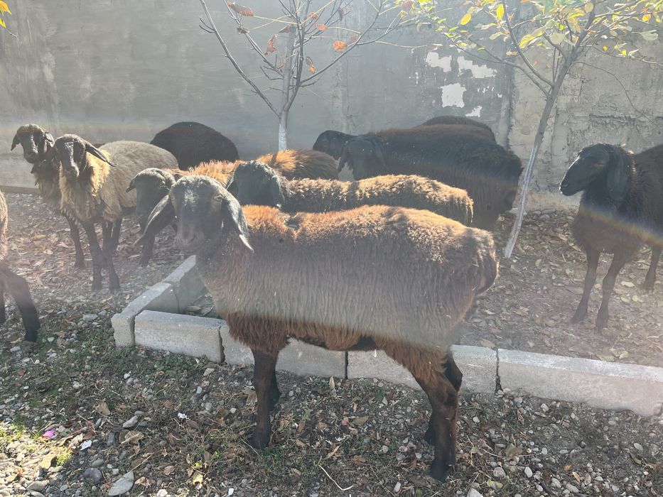 Қой, қошқар, сек сатылады