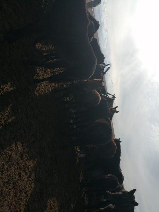 Продам  жеребчиков