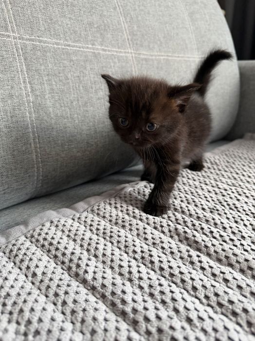 Продам котят породистых