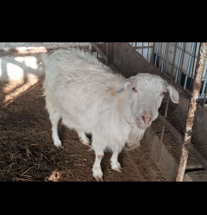 Зодтор ечки зоти замин сутга