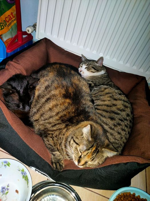 Donez 2 pisicute o fata și un motan