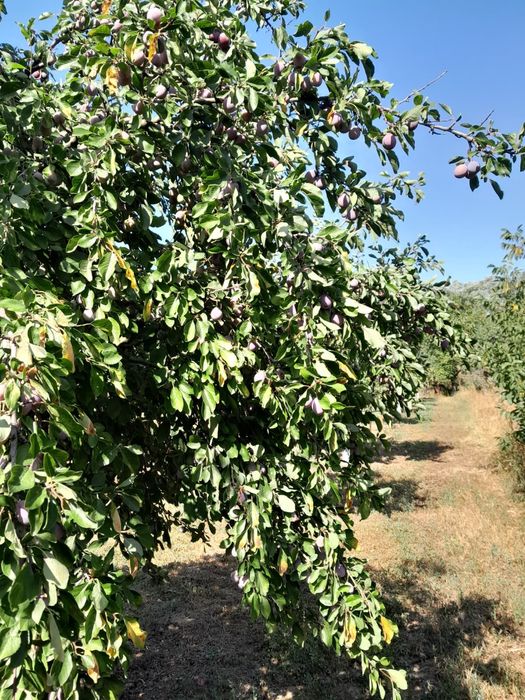 Vand prune de tuica