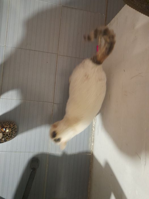 Отдам в хорошие руки