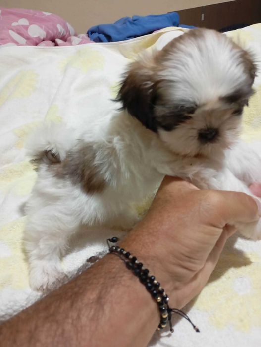 Catelus rasa shih tzu