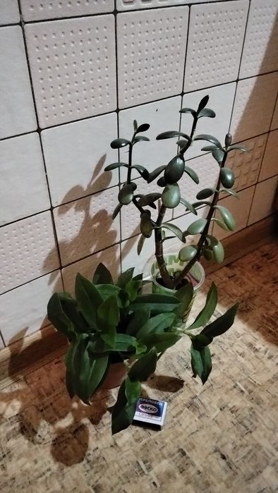 Цветов много, все хорошие