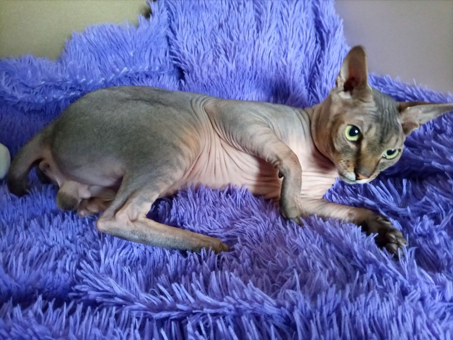 Вязка канадского сфинкса