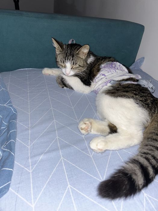 Кошка ищет домик