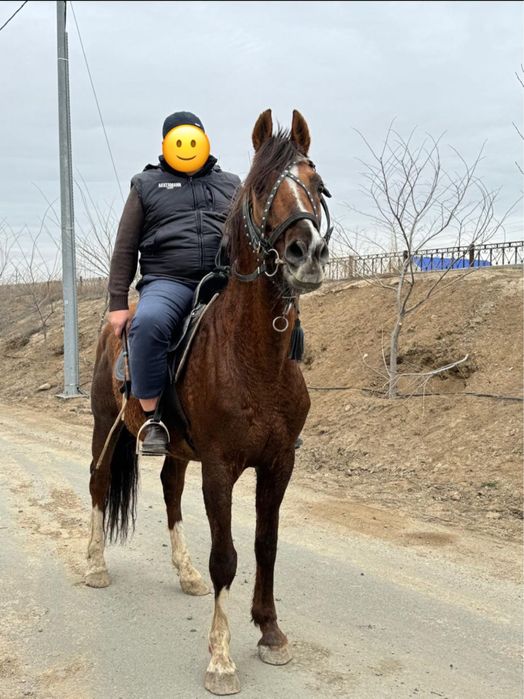 Асыл тұқымды айғыр сатылады