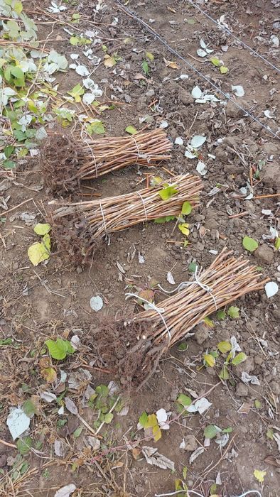 Butași Zmeură Remontantă POLKA  – Proveniență zonă montană