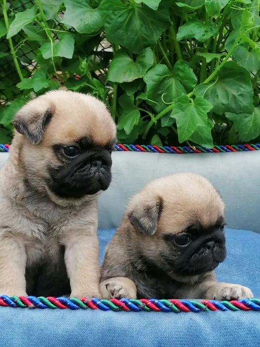 Мопсики с документами