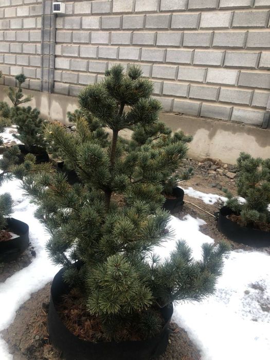 Пятихвойная сосна