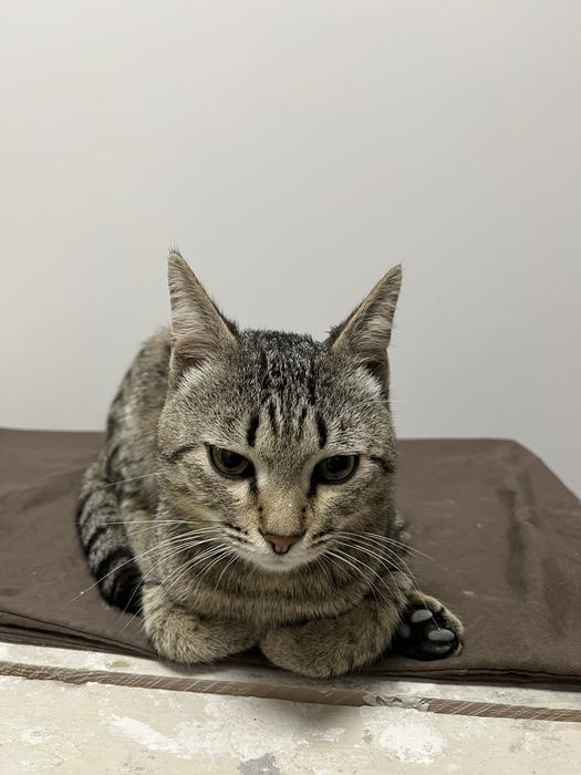 Отдам котика в добрые руки