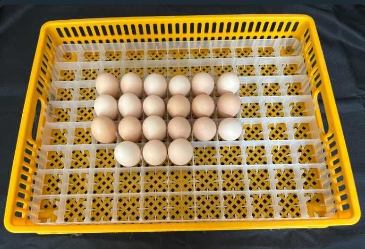 Үлкен инкубатор, автомат