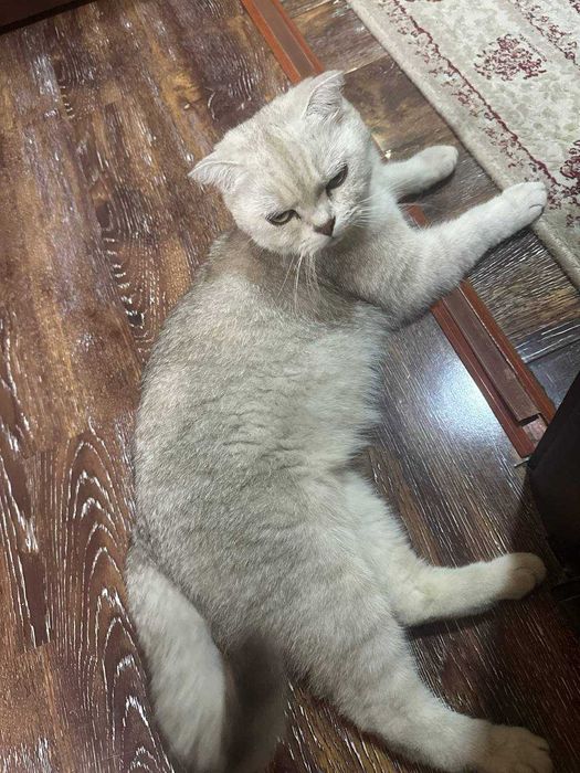 Котята 2 штуки отдам в хорошие руки