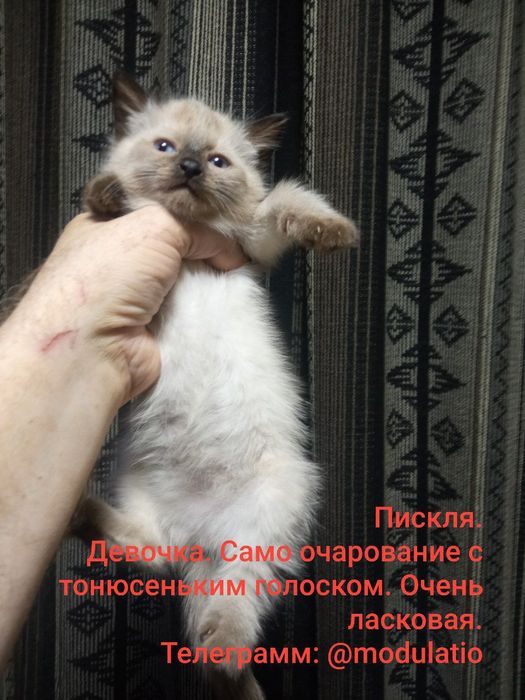 Сиамские котята. Родились 25 марта.