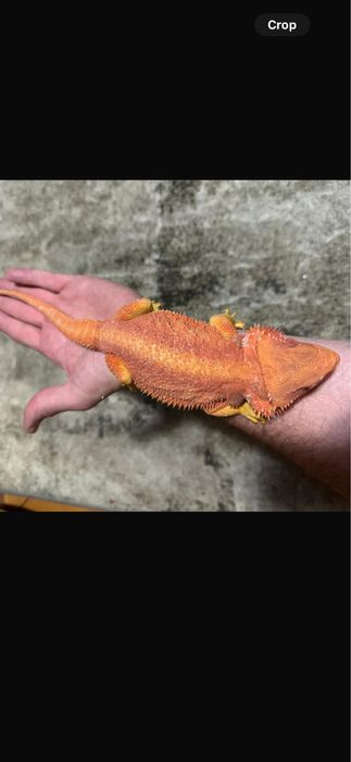 Agame cu barba de vanzare