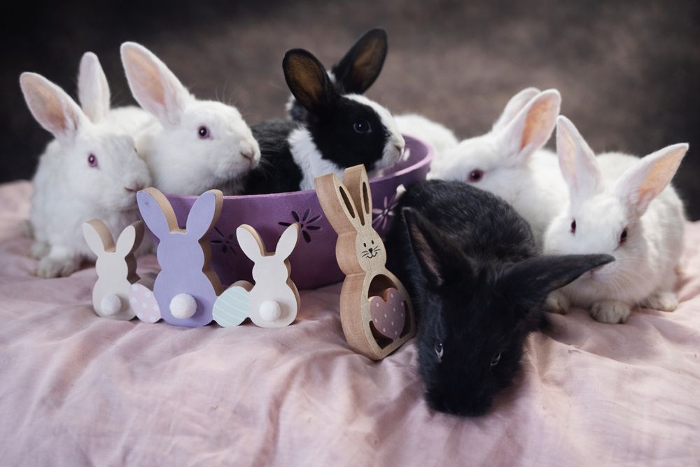 Vând iepuri diferite rase , vârste diferite