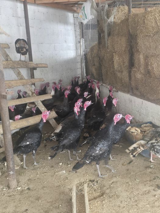 Индюк сатылады биылғы