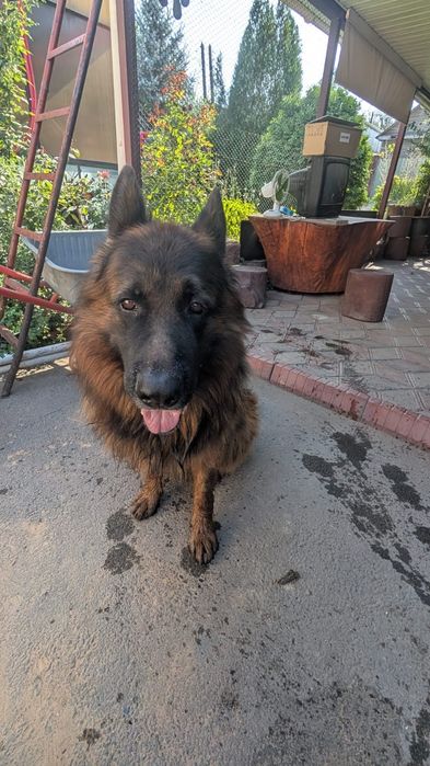 Щенки немецкая овчарка