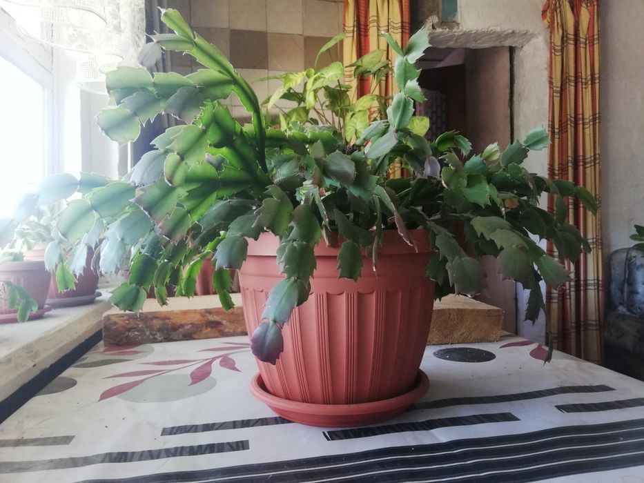 Продам цветок, декабрист