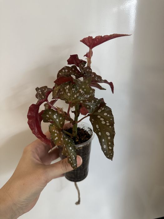 Монстера манки маск