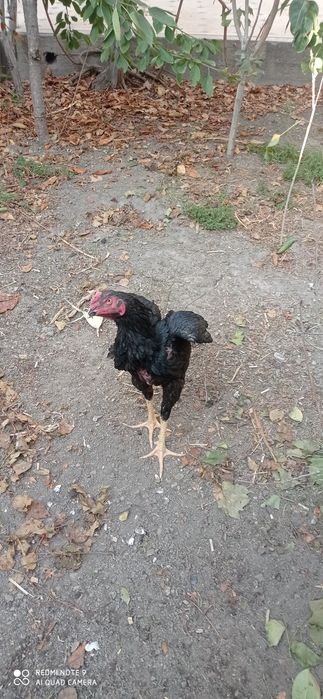 Juja sotiladi. 6 oylik jujalar. Kulangi