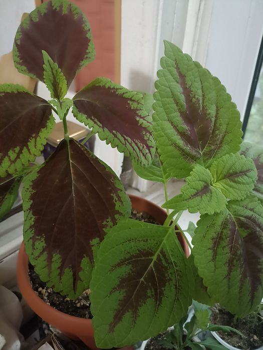 Аспарагус перистый