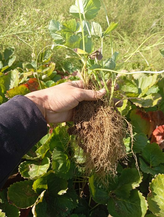 Продавам разсад ягоди сорт Алба