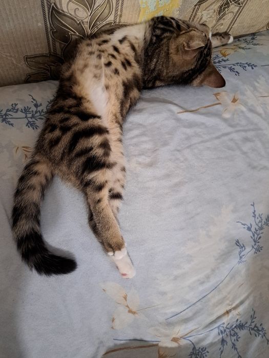 Потерялся кот район парковая