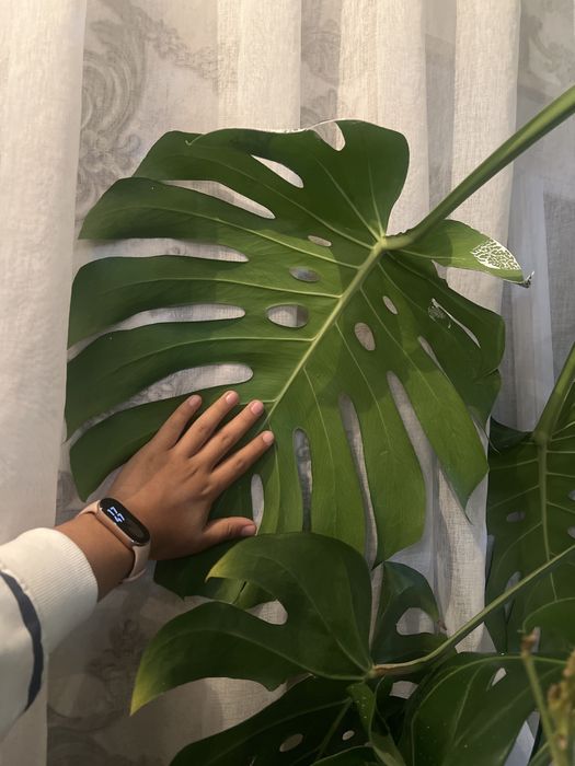 Цветок комнатный Монстера