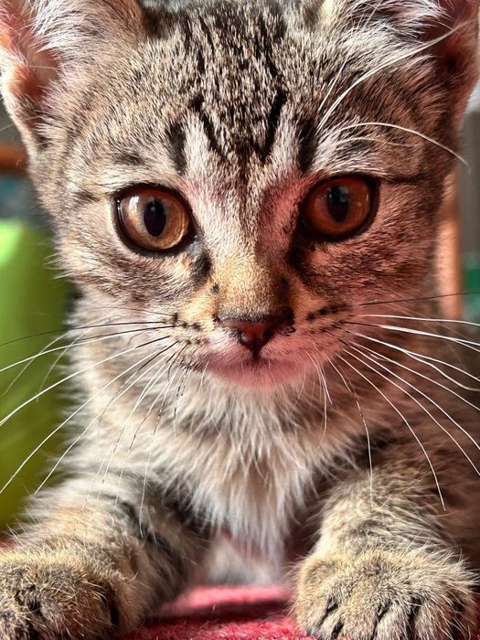 Милые котята ,1.5 месяца