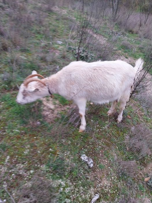 Млади млечни заплодени кози