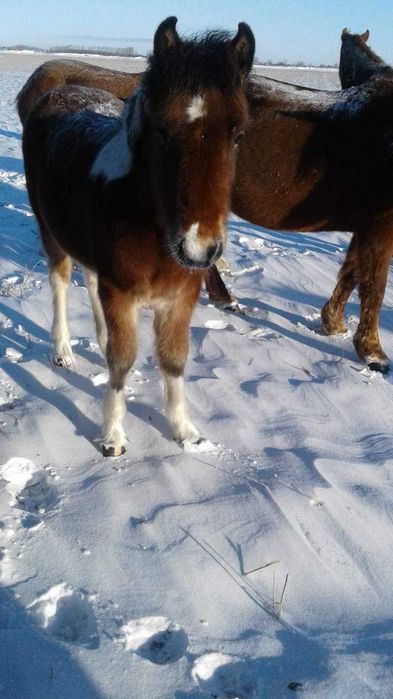 Продам Жеребчика