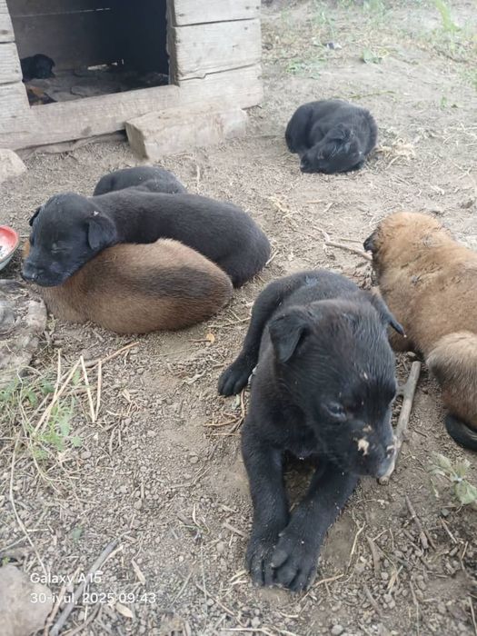 чисто кровный малинуа