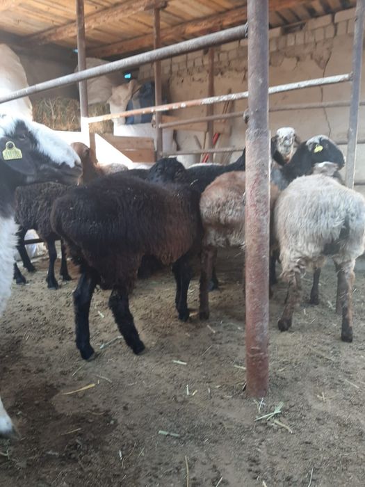 Қойлар тоқтылар сатылады