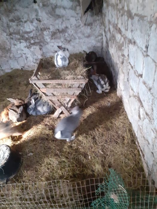 Продам кроликов порода шиншил