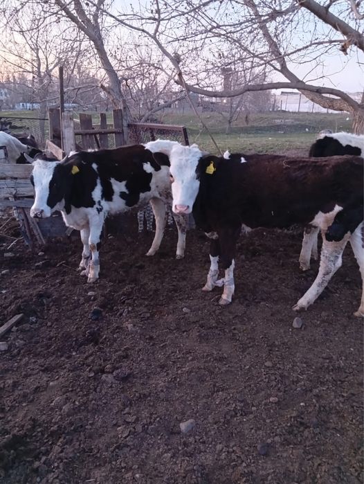 Продам годовалых тёлочек.