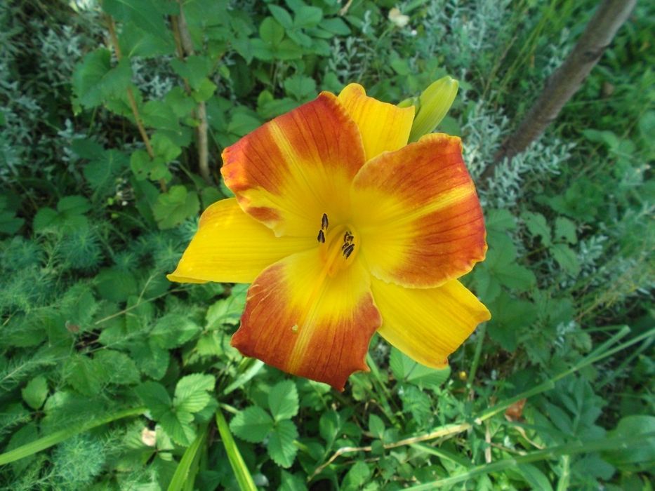 Лилейники сортовые