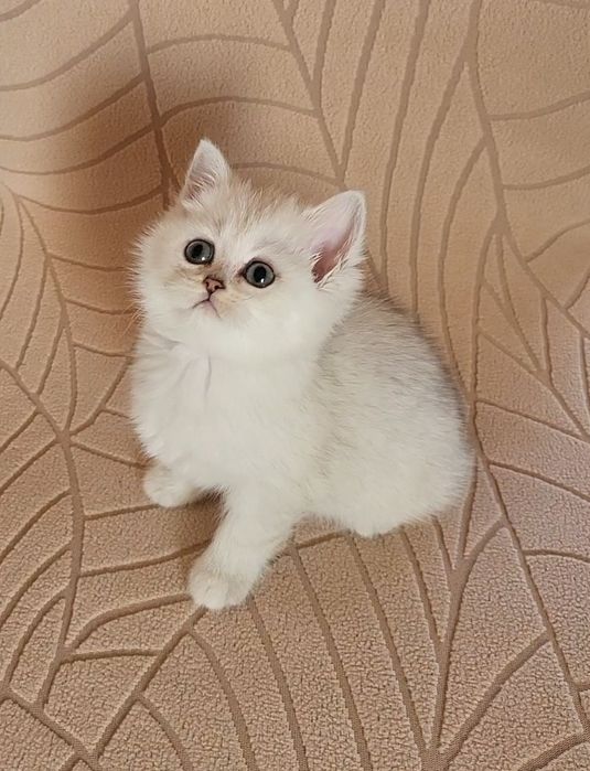 British shorthair
