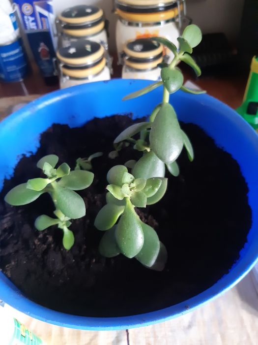 Продам щучий хвост