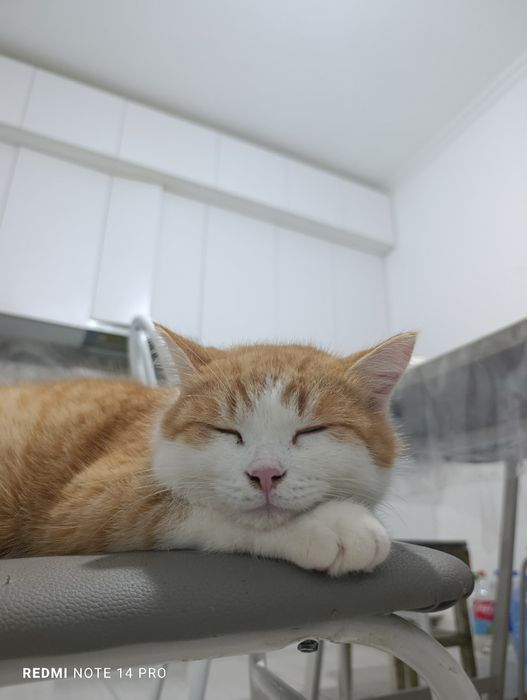 Кот в добрые руки