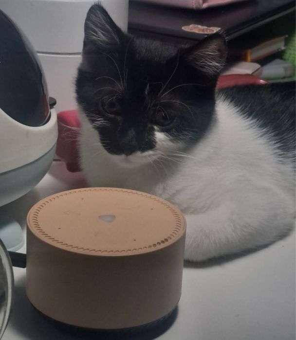 Пропажа котенка