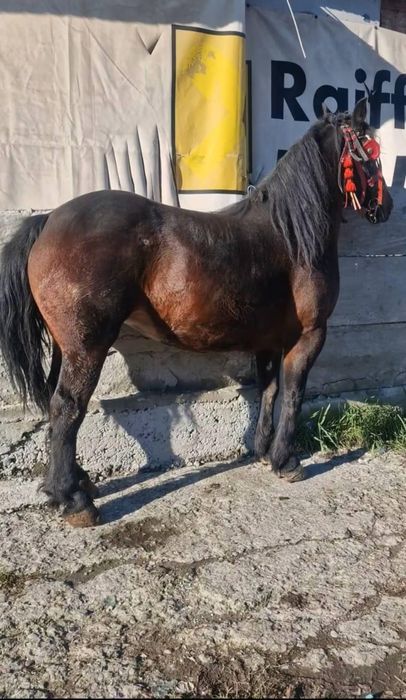 De vânzare iapă învârstă de cinci ani foarte cuminte și curată pe pici